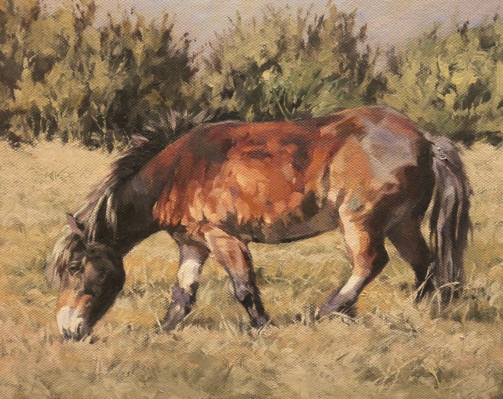 Exmoor pony