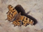 RichardSwannComma